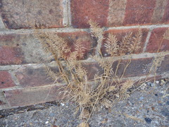 (c) jamie-aa, some rights reserved (CC BY) Catapodium rigidum, photograph (c) jamie-aa, some rights reserved (CC BY)