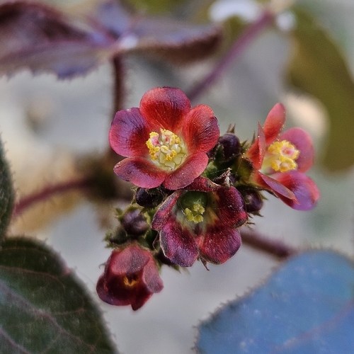 Bellyache Bush
