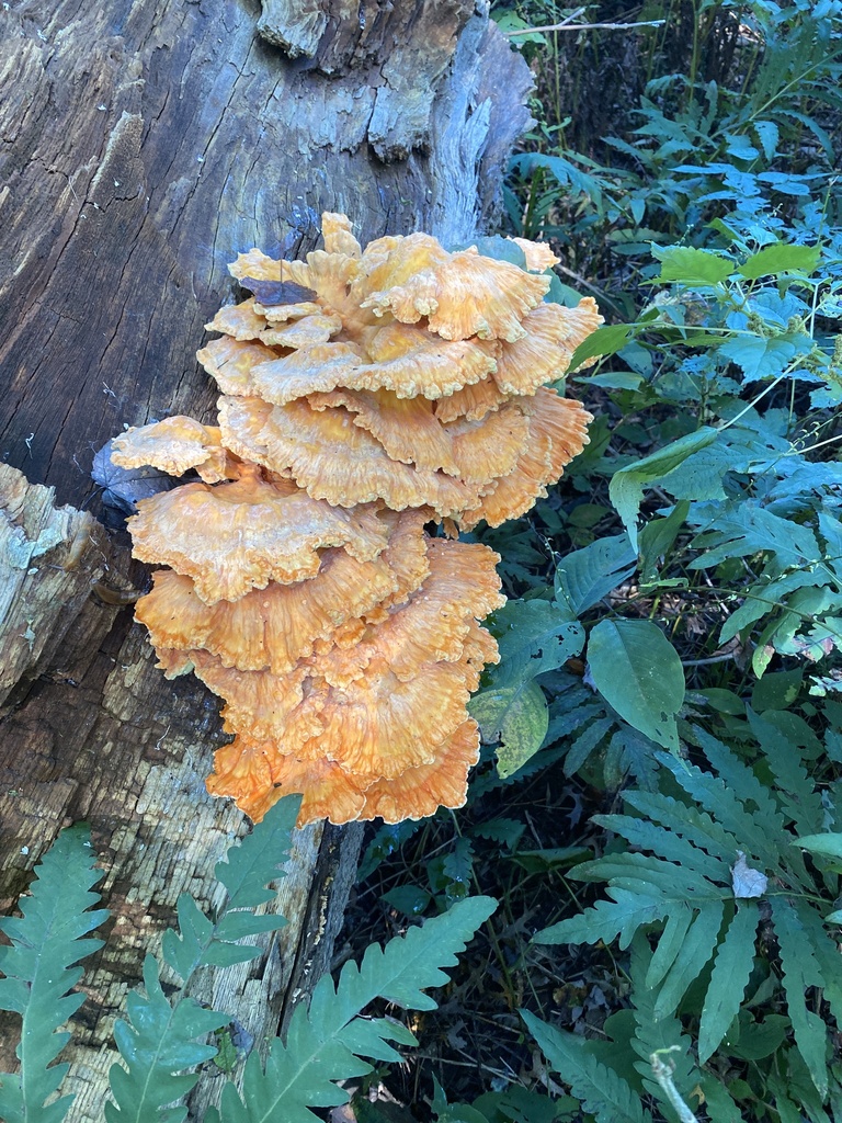 chicken of the woods · September 2026 · photo: Photo: (c) Christopher Volker, some rights reserved (CC BY) · iNaturalist