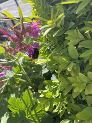 Bombus