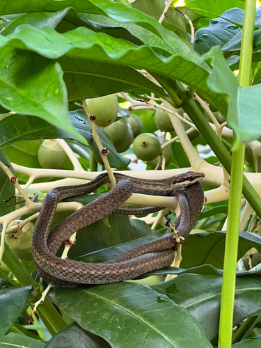Photo of a Barbour's Tropical Racer (Mastigodryas bruesi)