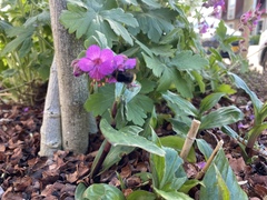 Bombus