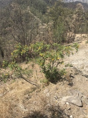 Tecoma stans velutina