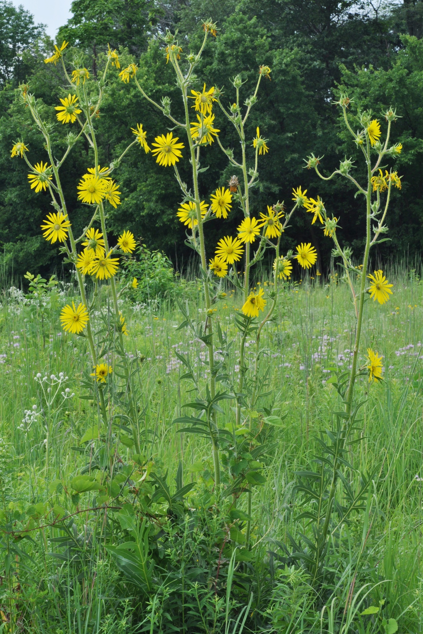 Silphium laciniatum