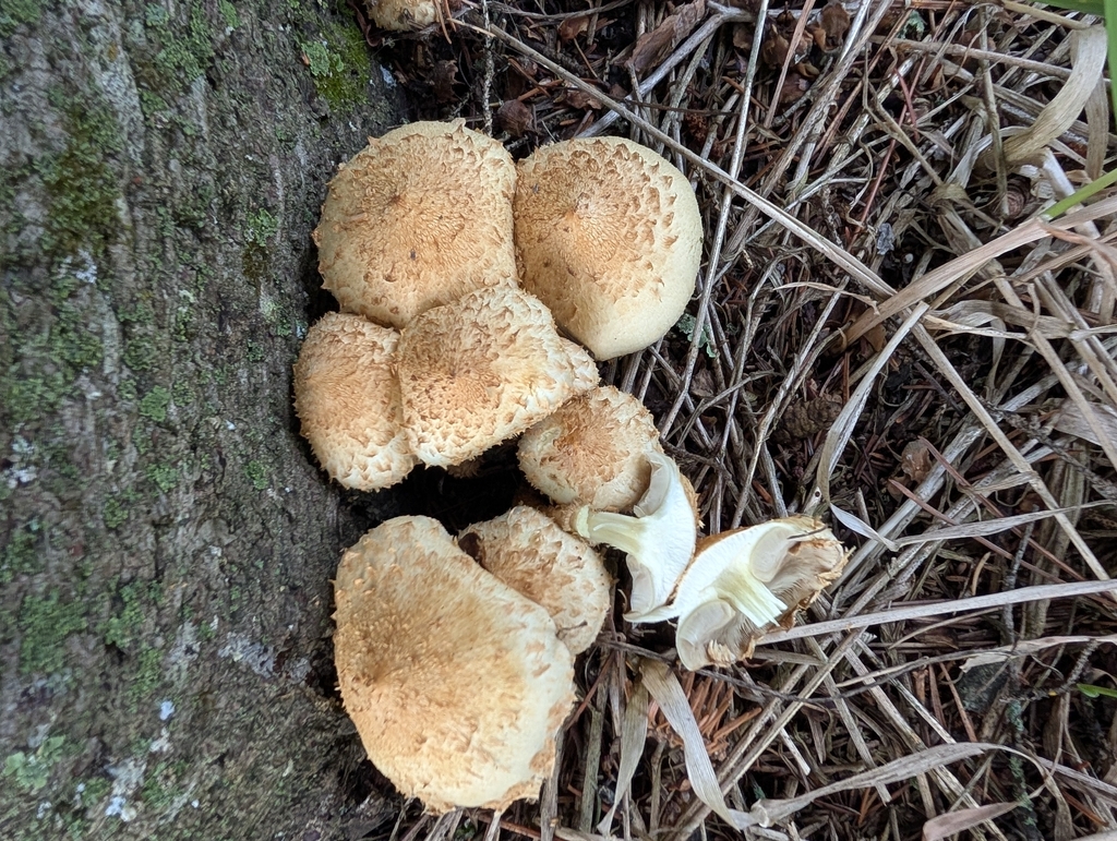 shaggy scalycap · September 2026 · photo: Photo: (c) Lorna Grant, some rights reserved (CC BY) · iNaturalist