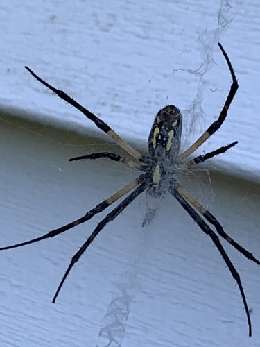 Yellow Garden Spider