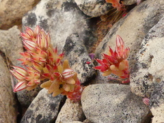 Sedum rubens