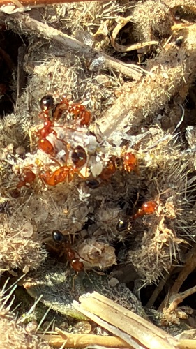 Southern Fire Ant