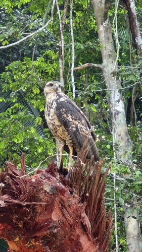Great Black Hawk
