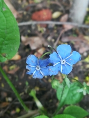 Omphalodes