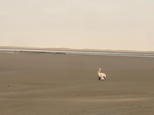iNaturalist image