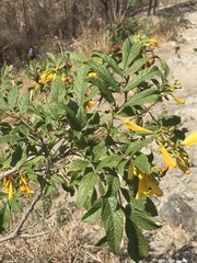 Tecoma stans velutina