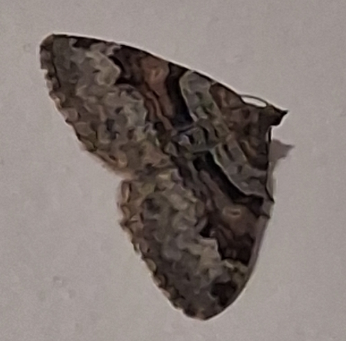 Flame Carpet