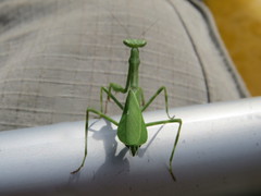 Pseudoxyops