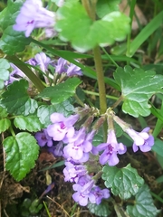 Glechoma hederacea