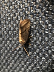 Phyllophila obliterata