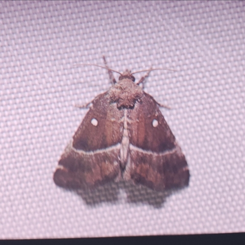 Dysmilichia fukudai