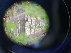 Dumetella carolinensis