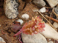 Sedum rubens