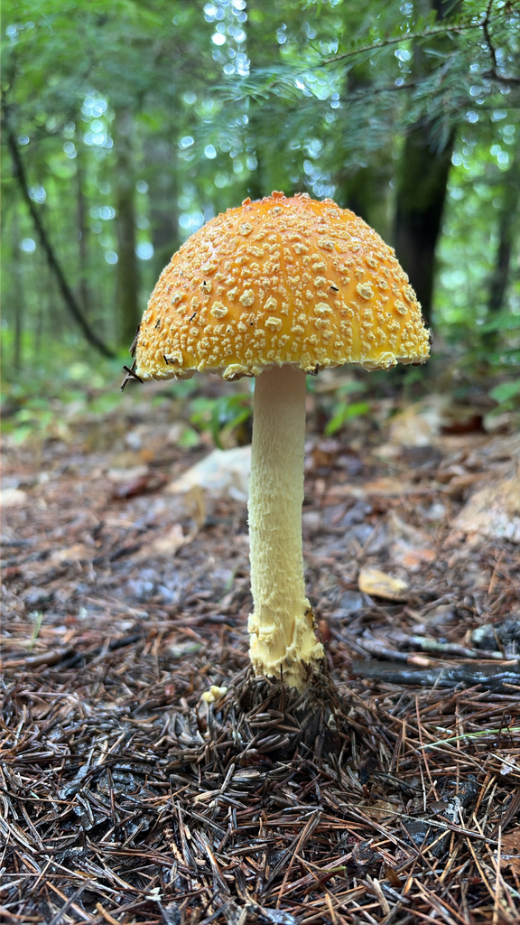 American Yellow Fly Agaric · September 2026 · photo: Photo: (c) Marc-Olivier Beausoleil, some rights reserved (CC BY) · iNaturalist