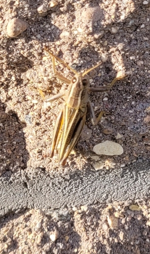 Two-striped Grasshopper