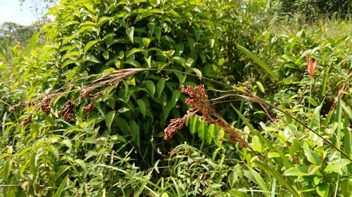 Rhynchospora rugosa observed 2026-08-29
