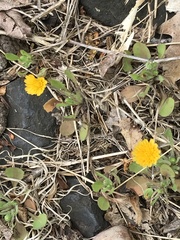 Krigia virginica