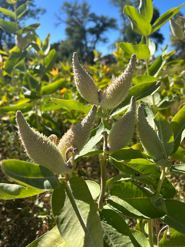 showy milkweed