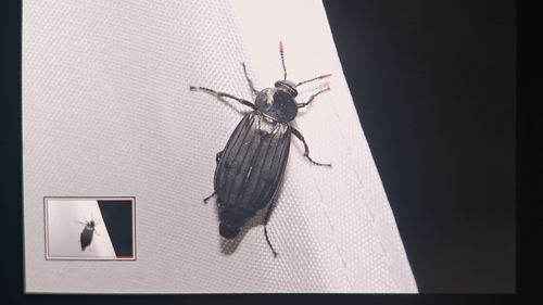 Shore Sexton Beetle