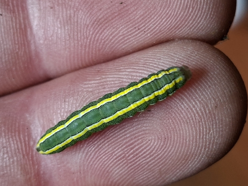 Broom Moth
