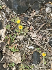 Krigia virginica