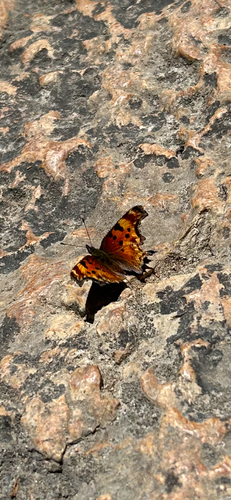 Hoary Comma