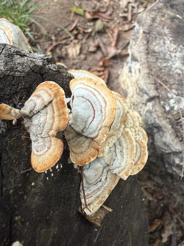 False Turkeytail