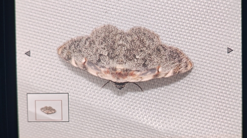 Hypostrotia cinerea