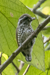 Picumnus innominatus