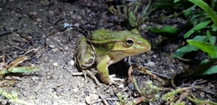 Pelophylax nigromaculatus