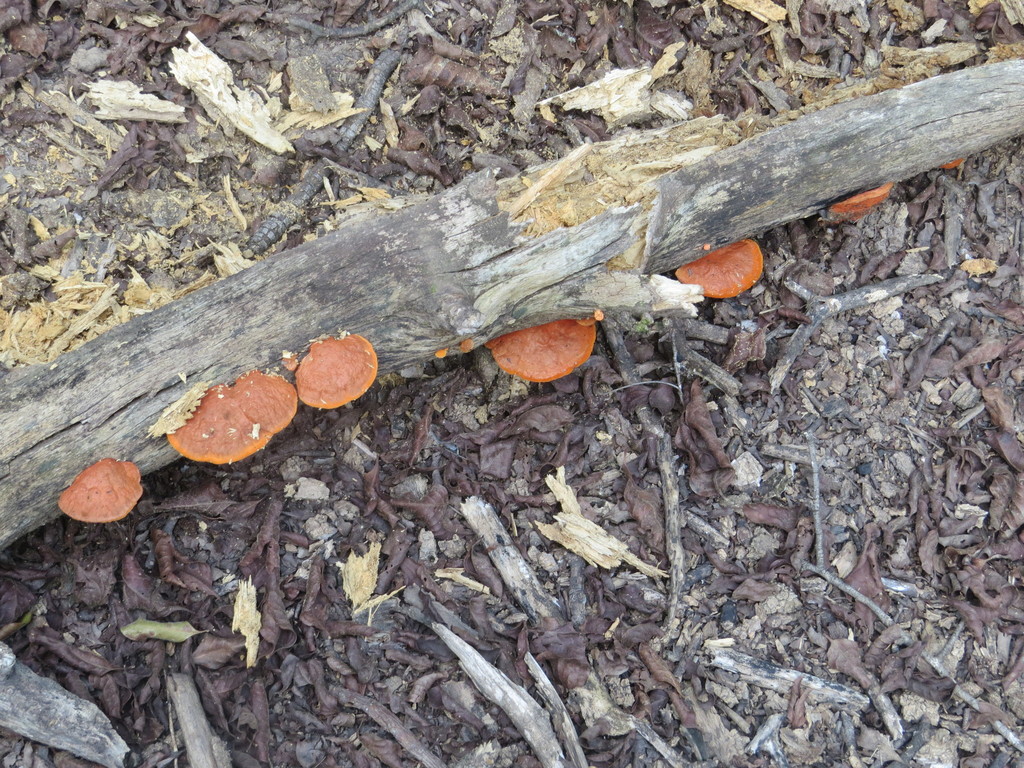 Trametes sanguinea · April 2017 · photo: © carancho (iNaturalist, cc-by)