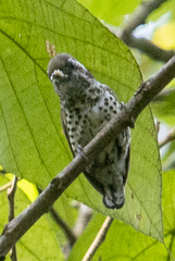 Picumnus innominatus