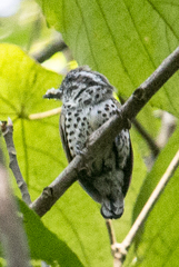 Picumnus innominatus