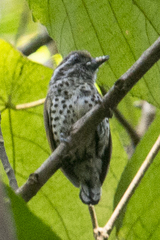 Picumnus innominatus