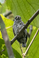 Picumnus innominatus