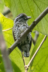 Picumnus innominatus