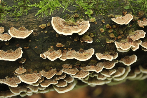 Наблюдение на iNaturalist