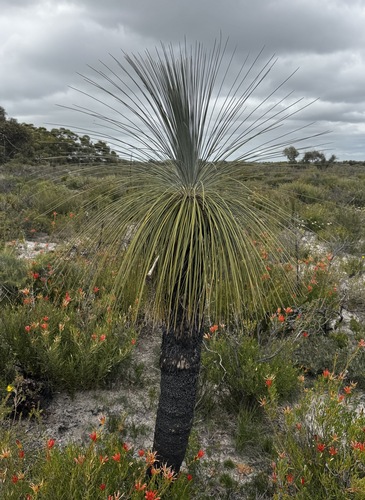 Kingia australis