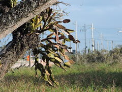 Rhipsalis pachyptera