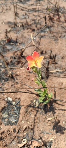 Hibiscus rhodanthus