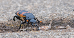 Nicrophorus guttula