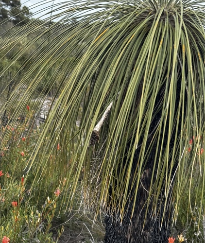 Kingia australis, photograph 2