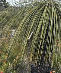 (c) desertnaturalist, some rights reserved (CC BY) Kingia australis, photograph (c) desertnaturalist, some rights reserved (CC BY)