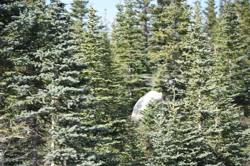 Black Bear sighting near Manitoba, MB